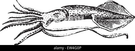 Calmar, vintage engraved illustration. Histoire naturelle des animaux, 1880. Illustration de Vecteur