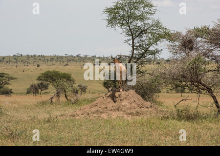 (Bubale Alcelaphus buselaphus cokii ssp.) debout sur termitière, Serengeti National Park, Tanzania Banque D'Images