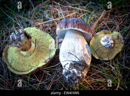 Champignons bolets. L'une et deux jacks de porcini glissantes. Banque D'Images