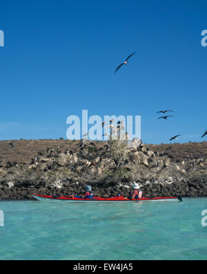Mexique, Baja, Lapaz, Espiritu Santo. Les touristes du kayak. Banque D'Images