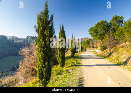 Chemin de terre, bordé de cyprès dans les collines de champs cultivés de vignes et d'oliviers dans une journée ensoleillée d'hiver Banque D'Images