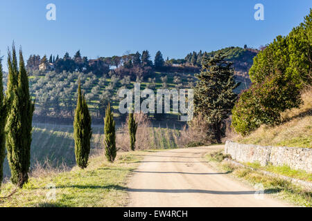 Chemin de terre, bordé de cyprès dans les collines de champs cultivés de vignes et d'oliviers dans une journée ensoleillée d'hiver. Flexion brusque de gauche à droite Banque D'Images