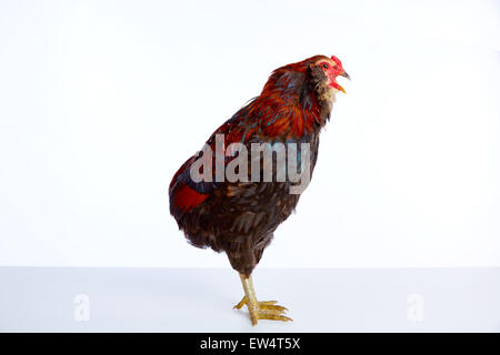 Homme coq Araucana Easter egger se reproduisent au fond blanc Banque D'Images