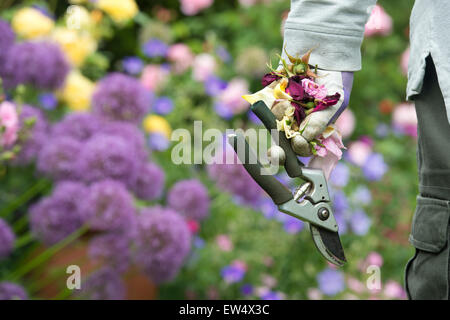 Porter des gants de jardinage jardinier à vide comptable roses et sécateurs dans un jardin Banque D'Images