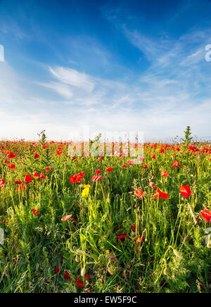 Un produit de coquelicots et de fleurs sauvages sur les falaises au-dessus de Polly Joke plage près de Newquay en Cornouailles Banque D'Images