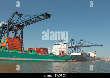 Les porte-conteneurs dans le port de Gdynia de lourds récipients par des grues de chargement Banque D'Images