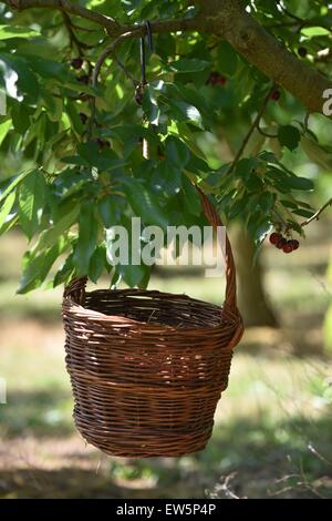 Witzenhausen, Allemagne. 17 Juin, 2015. Un panier de plucker est suspendu à un arbre dans une cerisaie dans Witzenhausen, Allemagne, 17 juin 2015. La récolte de cerises dans le nord de la Hesse est en plein essor. Photo : Uwe Zucchi /afp/Alamy Live News Banque D'Images