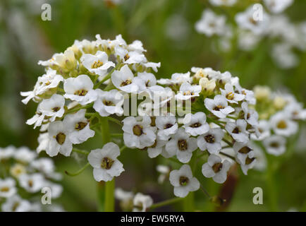 Alyssum doux, Lobularia maritima, fleur blanche sur la plante de la litière annuelle, juin Banque D'Images