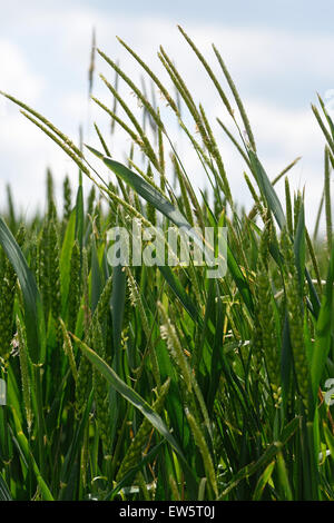 Blackgrass, Alopecurus myosuroides, épis de fleurs l'herbe mauvaise herbe dans une récolte de blé d'hiver entrée en en juin de l'oreille Banque D'Images