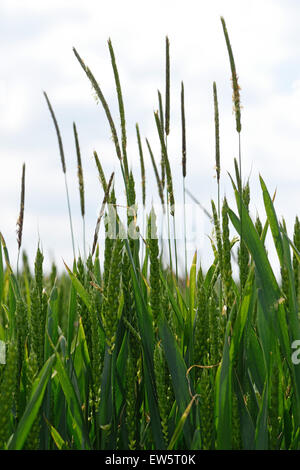 Blackgrass, Alopecurus myosuroides, épis de fleurs l'herbe mauvaise herbe dans une récolte de blé d'hiver entrée en en juin de l'oreille Banque D'Images