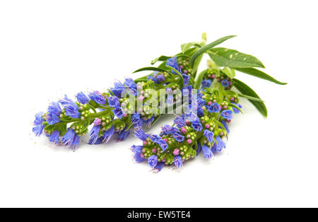 La flore de Gran Canaria - Echium callithyrsum, Bleu de Vipérine commune Gran Canaria, inflorescence isolated on white Banque D'Images