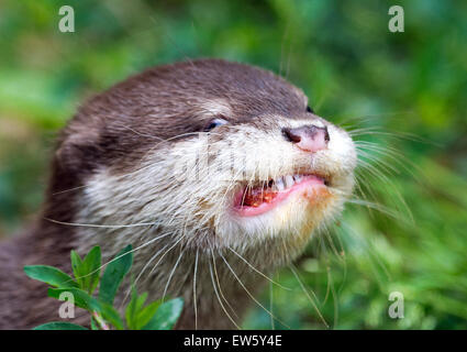 Dresde, Allemagne. 18 Juin, 2015. L'un des trois Loutres Cendrées oriental dans le zoo de Dresde, Allemagne, 18 juin 2015. Cendrées Oriental otter Fussi a donné naissance à trois jeunes animaux sains le 05 mars 2015. Maintenant, ils sont régulièrement quitter le den Banque D'Images