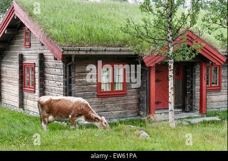 La Norvège, la vallée de Gudbrandsdalen. Le pâturage traditionnel autour d'un refuge de montagne couverte de gazon (hytte) à l'été Banque D'Images