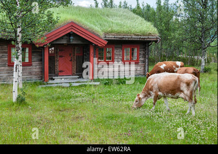 La Norvège, la vallée de Gudbrandsdalen. Le pâturage traditionnel autour d'un refuge de montagne couverte de gazon (hytte) à l'été Banque D'Images