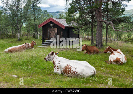 La Norvège, la vallée de Gudbrandsdalen. Le pâturage du bétail autour d'un refuge de montagne traditionnel (hytte) à l'été Banque D'Images