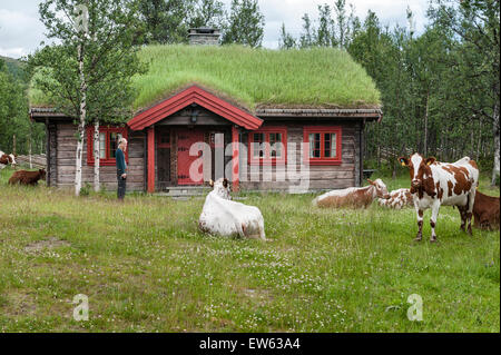 La Norvège, la vallée de Gudbrandsdalen. Le pâturage traditionnel autour d'un refuge de montagne couverte de gazon (hytte) à l'été Banque D'Images