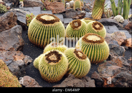 Lanzarote, îles Canaries. Ball-comme cactus cactus poussant dans un parc dessiné par l'artiste César Manrique. Banque D'Images