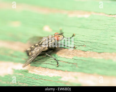 Maison commune Fly (Musca domestica) Macro sur le bois vert Banque D'Images