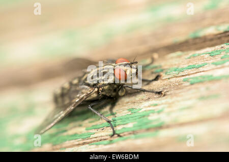 Maison commune Fly (Musca domestica) Macro sur le bois vert Banque D'Images