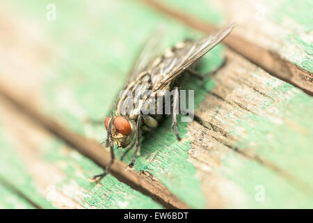 Maison commune Fly (Musca domestica) Macro sur le bois vert Banque D'Images