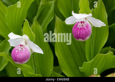Bouffant les fleurs de l'orchidée terrestre mesdames slipper, Cypripedium 'Ulla Satine' Banque D'Images