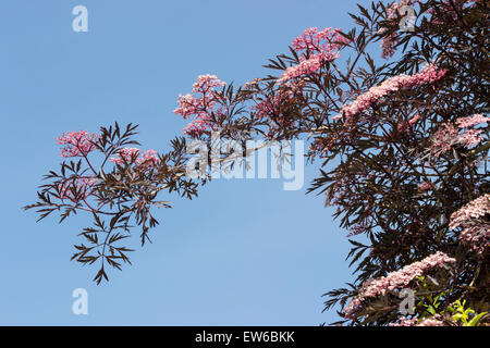 Un rameau en fleurs de la cut leaved aîné, Sambucus nigra 'Black Lace' set against a blue sky Juin. Banque D'Images