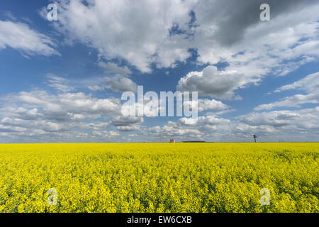 Un champ en fleurs en face de l'aéroport de BER , Nuages, Berlin Schoenefeld Banque D'Images