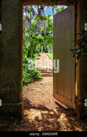 Floraison bleu wisteria sinensis chinois dans le jardin clos de Bowood House dans le Wiltshire. Banque D'Images