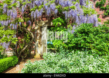 Floraison bleu wisteria sinensis chinois dans le jardin clos de Bowood House dans le Wiltshire. Banque D'Images