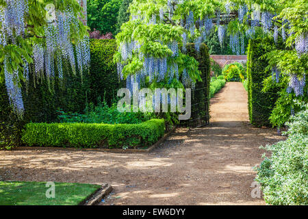 Floraison bleu wisteria sinensis chinois dans le jardin clos de Bowood House dans le Wiltshire. Banque D'Images