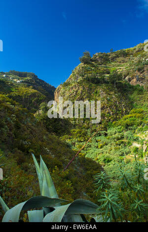 Gran Canaria, pièces intérieures nortern, Barranco de azuaje, nature resort Banque D'Images