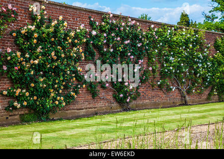 Rosiers grimpants dans les jardins clos de Bowood House dans le Wiltshire. Banque D'Images