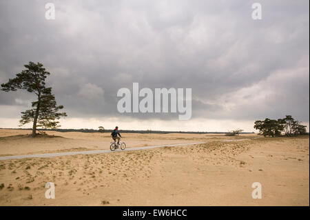 Un homme à vélo dans le parc national des Pays-Bas, le Hoge de Veluwe. Banque D'Images