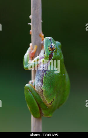 European tree frog (Rana / Hyla arborea arborea) escalade de la tige de roseau dans des milieux humides Banque D'Images