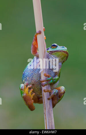 European tree frog (Rana / Hyla arborea arborea) escalade de la tige de roseau dans des milieux humides Banque D'Images