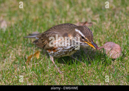 Redwing (Turdus iliacus) dans les prairies ver de rattrapage avec beak Banque D'Images