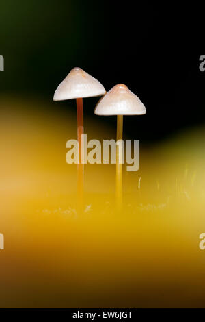 Saffrondrop,capot Mycena crocata en bois hêtre sur le parc national des South Downs, Grande-Bretagne Banque D'Images