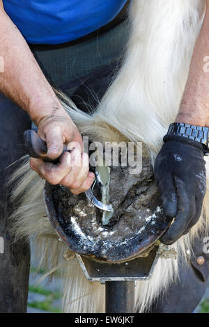 Le fraisage de maréchalerie 'frog' partie d'un Clydesdale Horse hoof avant la mise en place d'un fer à cheval, Pollok Park, Glasgow, Écosse, Royaume-Uni Banque D'Images