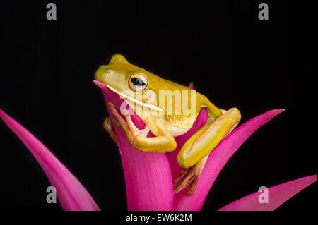 Grenouille d'arbre géant sur les feuilles colorées Banque D'Images