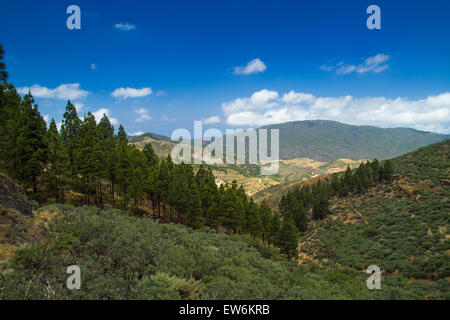 Centrale à l'intérieur des terres, des Canaries Gran Canaria pins poussent sur les pentes autour de Artenara Banque D'Images