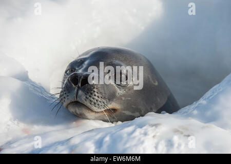 Phoque de Weddell dans un trou de la glace de mer. Banque D'Images