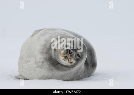 Phoque de Weddell portant sur la glace de mer. Banque D'Images