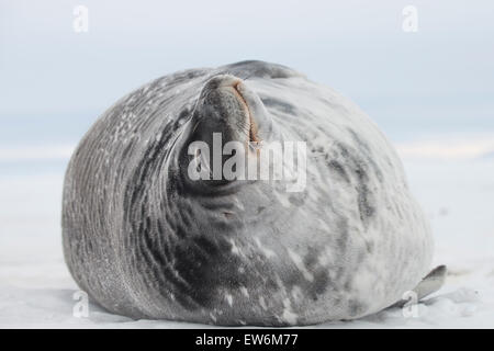 Phoque de Weddell portant sur la glace de mer. Banque D'Images