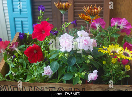 Fleurs dans une vieille boîte, prêts pour la plantation. Banque D'Images