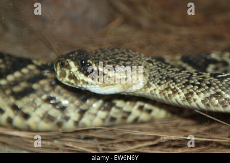 Prêt à Pounce Banque D'Images