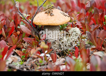 À la fin de l'été dans la toundra de la récolte de champignons visibles partout. Le renne ne passent. Banque D'Images