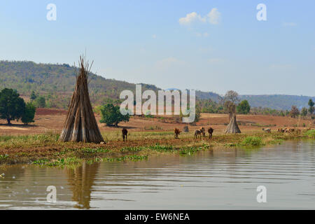 Les ouvriers agricoles travaillant sur le terrain aux côtés du lac Inle, de l'État de Shan, du Myanmar (anciennement Birmanie) en Asie du Sud-est Banque D'Images