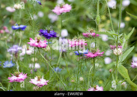 Nigella damascena persan 'Bijoux' fleurs. L'amour dans la brume. Banque D'Images