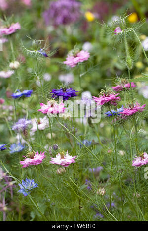 Nigella damascena persan 'Bijoux' fleurs. L'amour dans la brume. Banque D'Images