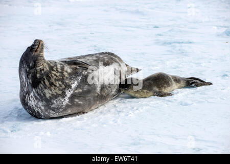 Un nouveau-né de bébés phoques de Weddell, les infirmières de sa mère sur la glace de mer à l'Point de marbre, de l'Antarctique. Banque D'Images